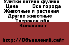 Улитки патина фулика › Цена ­ 10 - Все города Животные и растения » Другие животные   . Тверская обл.,Конаково г.